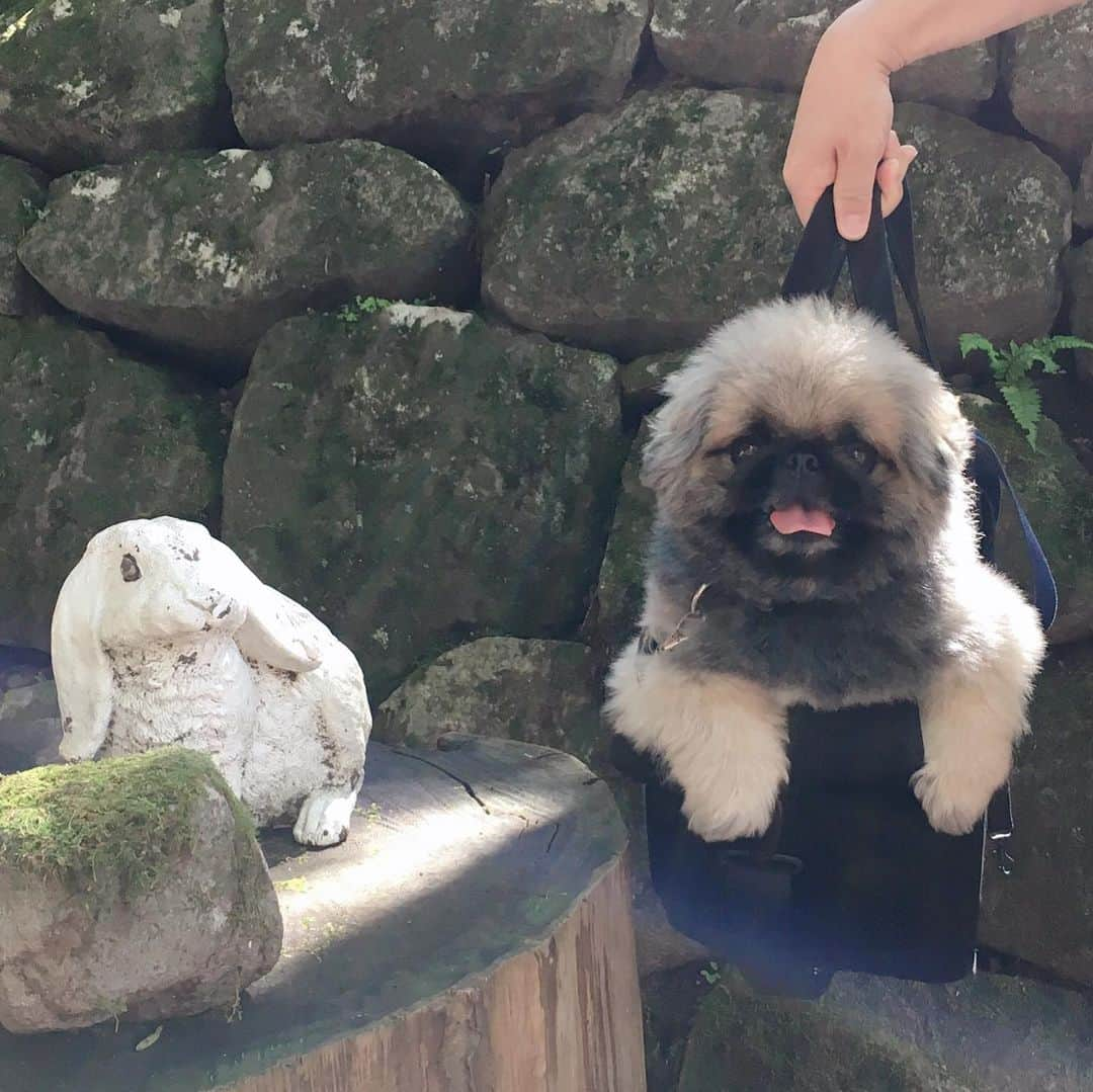 いぶそらさんのインスタグラム写真 - (いぶそらInstagram)「#goodmorning  #日光  #中禅寺湖 #worldheritage  #日光東照宮 #華厳の滝 #二荒山神社  #湯わん ※ 今回は日光へ行ってきました⛩ 日光東照宮では、いぶきが日光のお猿さん🐒に、間違われたりしてた🙊 🐵似てるかな😝😂 2枚目、猿回しの芸かな😂⁉️😝 たしかに、見ざる言わざる聞かざる🙈🙊🙉だけどね🙄💕 中禅寺湖は、お天気良かったからか、景色がホント気持ちよくて、湖近くのお蕎麦屋さんも、わんちゃんに優しくて、美味しかった😋 ただし、日光の旅は、かなり歩きます🐾🐾肌で色々感じれる旅でした🥰」9月17日 8時10分 - ku_ibusora