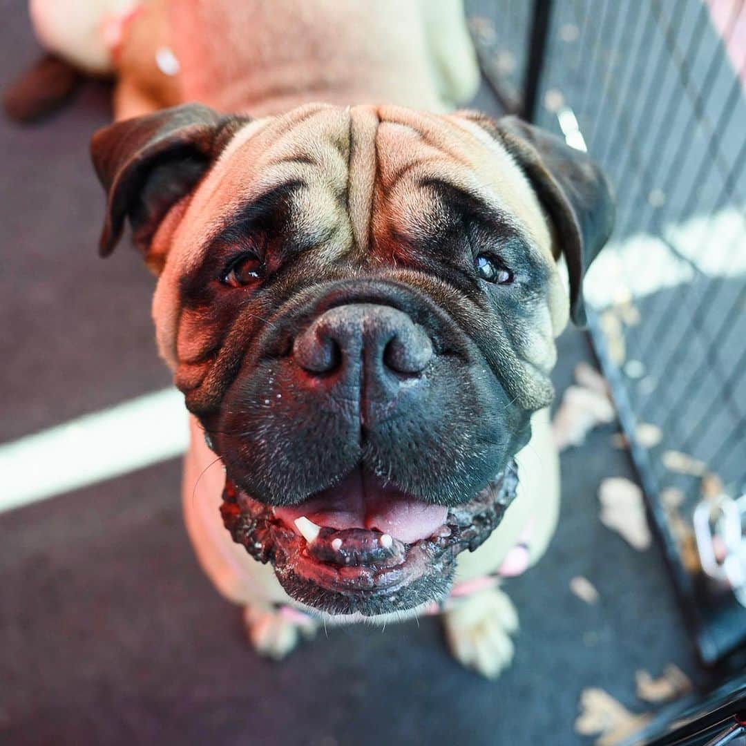 The Dogistさんのインスタグラム写真 - (The DogistInstagram)「ADOPTABLE: Rhea, Mastiff (5 y/o) – via @cofaspets, Athens, GA • “She’s a little over 100 pounds and was used to breed over and over until she was dumped at a shelter. She had heart worms, was treated, and will need a monthly preventative. She doesn’t like other dogs but is happy and deserves to be with a loving family.”」9月17日 8時34分 - thedogist