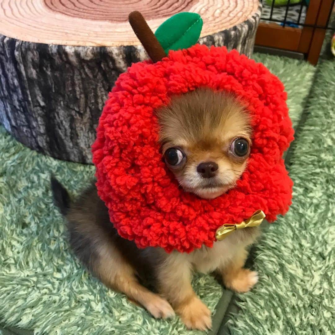 kayoのインスタグラム：「* * 栗りんご🌰🍎 * * 生後3ヶ月の頃👶✨ * * kulio❤️🍎 * * #chihuahua#chihuahualove#dogstgram#dog#instadog#チワワ#チワワ大好き * *」