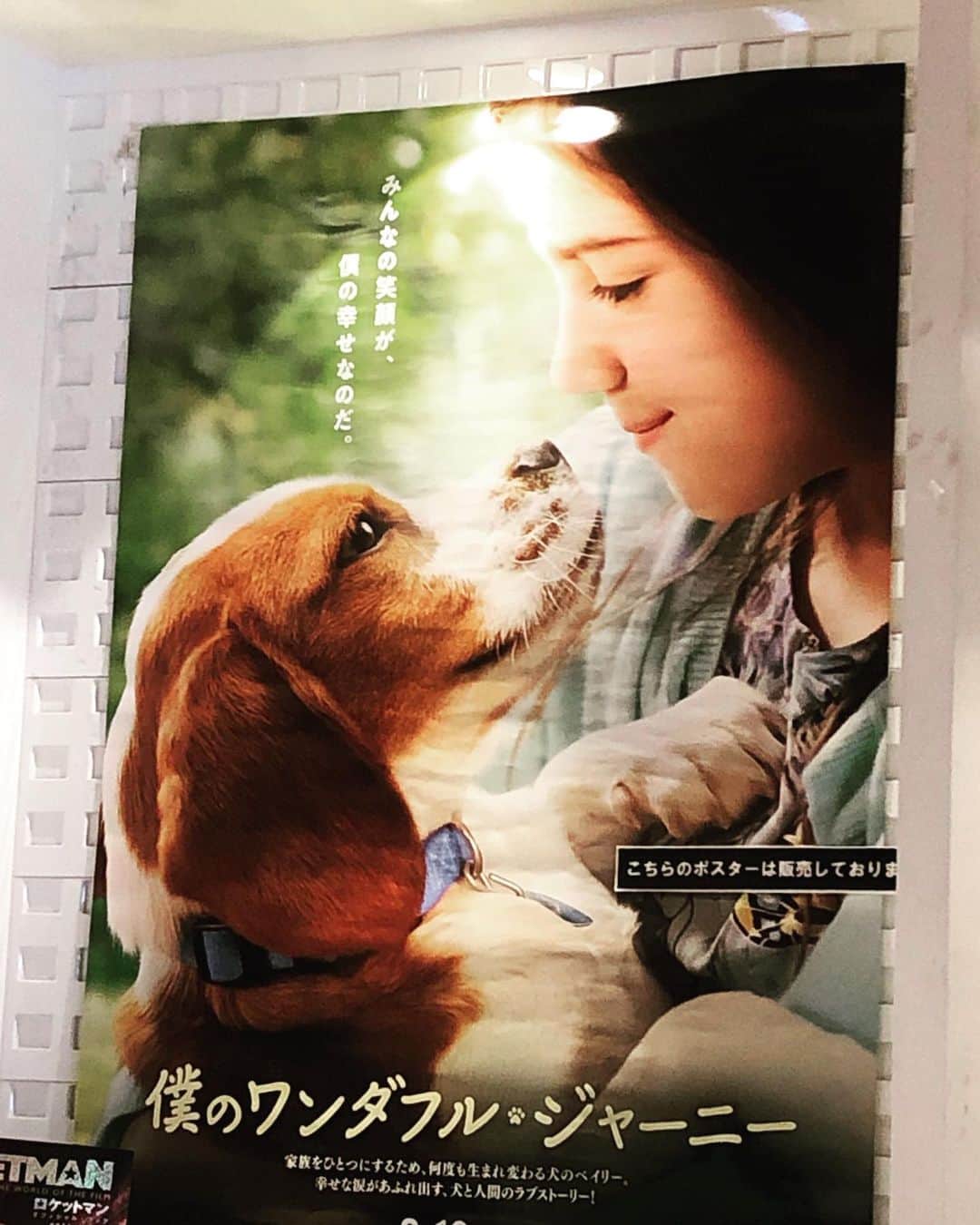堤友香さんのインスタグラム写真 - (堤友香Instagram)「. 目が腫れて しばらく映画館から 出られませんでした😳笑 涙が滝のように 溢れて止まらなかなります😭 泣ける映画好きとしては たまらない作品✨ 犬の健気さ、可愛さ、ピュアさが 伝わってきて とにかく感動しました🥺✨ #僕のワンダフルジャーニー  #映画 #泣ける映画 #犬好き」9月17日 8時49分 - yuka_tsutsumi0605