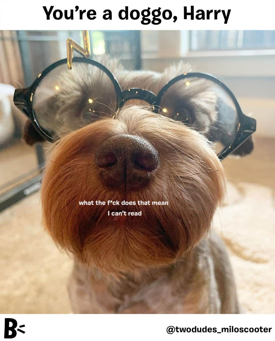 BarkBoxさんのインスタグラム写真 - (BarkBoxInstagram)「me: do a cuteness spell!!!!⁠ ⁠ my dog: I don't understand this can we go outside ⁠ ⁠ ⁠ @twodudes_miloscooter⁠」9月17日 9時00分 - barkbox