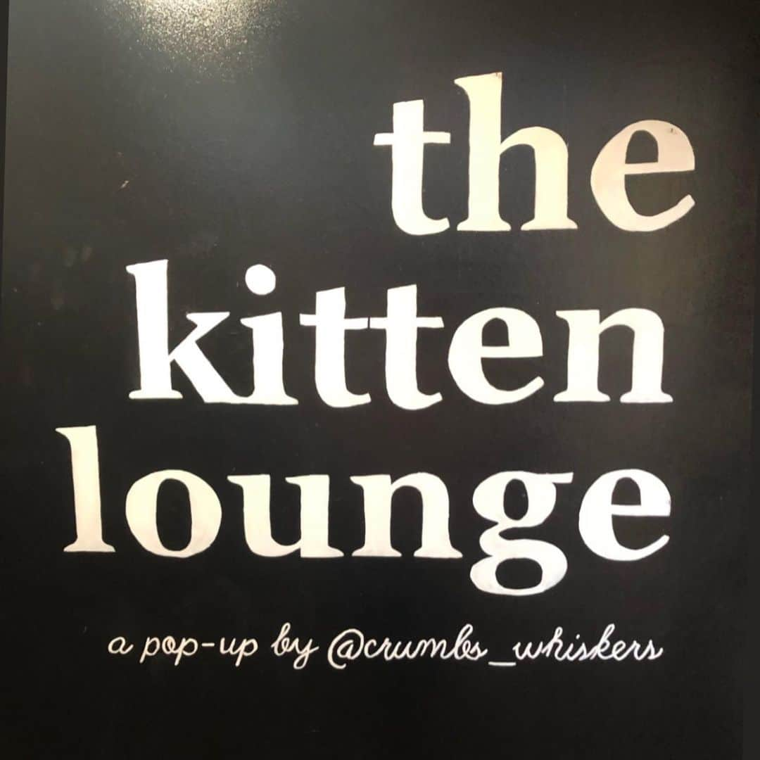 Tuxedo Cat Brosさんのインスタグラム写真 - (Tuxedo Cat BrosInstagram)「On a work trip to DC when my boss just *casually* mentions there is a KITTEN LOUNGE less than a mile from our office. Immediately booked a session and went after work today, where I met this black and white dream named “Sputnik.” 😻😻😻 Check out my stories for more pics! Thanks for having me, @crumbs_whiskers!!! ❤️❤️❤️ #thekittenlounge #crumbsandwhiskers #sputnik」9月17日 9時03分 - tuxedotrio