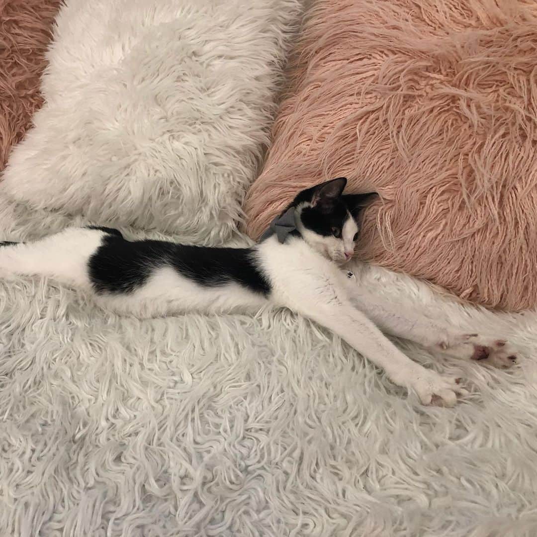 Tuxedo Cat Brosさんのインスタグラム写真 - (Tuxedo Cat BrosInstagram)「On a work trip to DC when my boss just *casually* mentions there is a KITTEN LOUNGE less than a mile from our office. Immediately booked a session and went after work today, where I met this black and white dream named “Sputnik.” 😻😻😻 Check out my stories for more pics! Thanks for having me, @crumbs_whiskers!!! ❤️❤️❤️ #thekittenlounge #crumbsandwhiskers #sputnik」9月17日 9時03分 - tuxedotrio