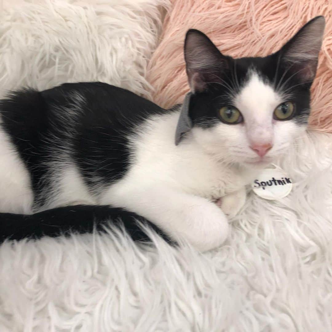 Tuxedo Cat Brosのインスタグラム：「On a work trip to DC when my boss just *casually* mentions there is a KITTEN LOUNGE less than a mile from our office. Immediately booked a session and went after work today, where I met this black and white dream named “Sputnik.” 😻😻😻 Check out my stories for more pics! Thanks for having me, @crumbs_whiskers!!! ❤️❤️❤️ #thekittenlounge #crumbsandwhiskers #sputnik」