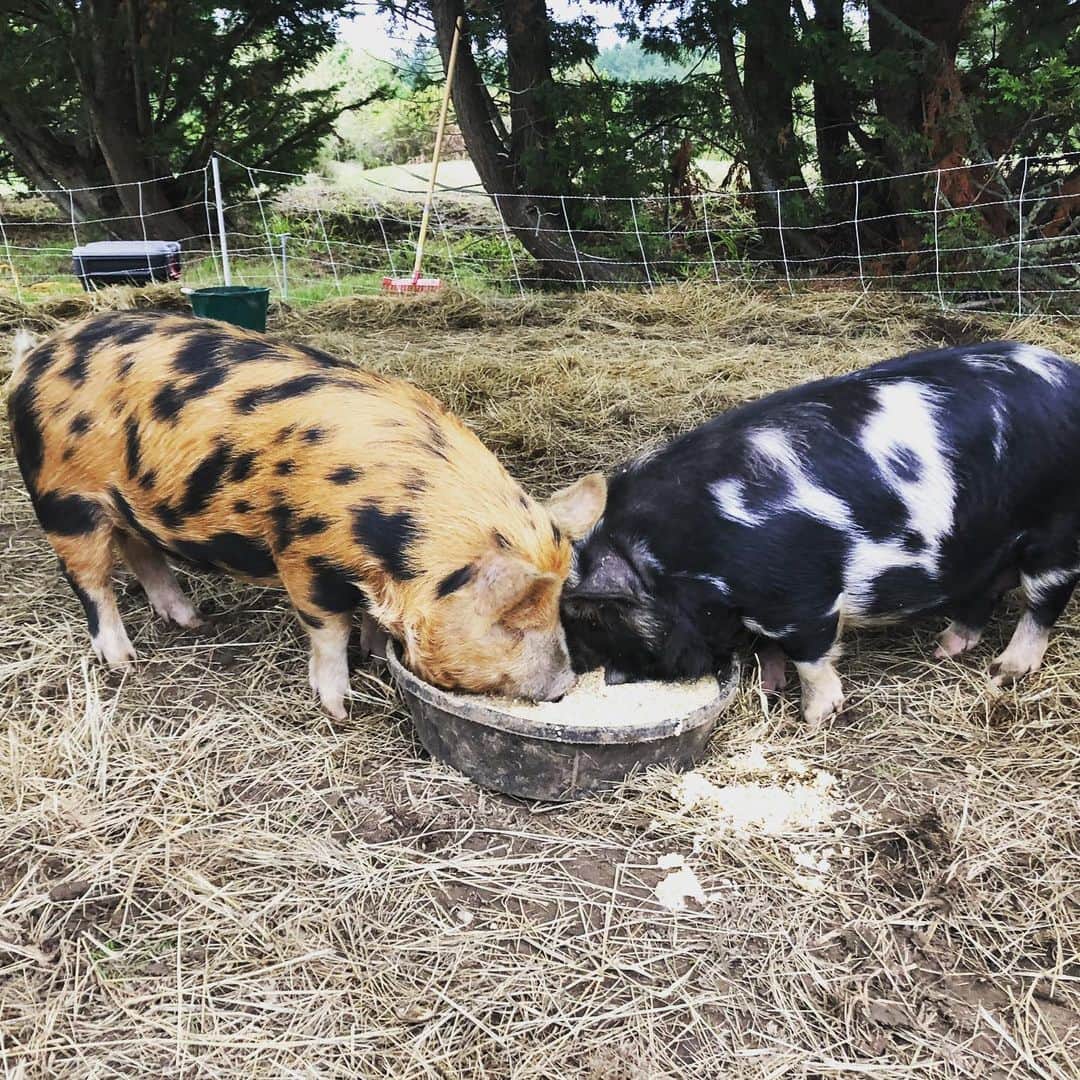 クリス・プラットのインスタグラム：「Like the sneaky lil paparazzi I am... I caught our Kune-Kune pigs, Tim and Faith, out on a lunch date and couldn’t help but get up in their grits. They’re just like us! Faith wore a chic black and white pork leather body chap with matching heel and Tim looked GLAM-AF rocking a custom brindle one piece hair suit with cloven hoof boot. The couple stayed under the radar at a #farmlife hotspot slurping chocolate milk and hazelnut oat surprise.  #Couplegoals Witnesses heard Faith whispering the lyrics to “I need you” over desert as things got hot and heavy. #flirty “I wanna get lost in some corner booth. Cantina in Mexico. I wanna dance to the static of an AM radio. I wanna wrap the moon around us. Lay beside you skin on skin. Make love til the sun comes up. Til the sun goes down again.” OMG #Slay As a fan of the power couple, I cried for an hour straight curled up in a ball and LITERALLY died. And then my farmers Angie and Phil found me and asked “what the hell’s the matter with you?” #IDONTKNOW  #farmlife #stillwater #STILLWATERRANCH」