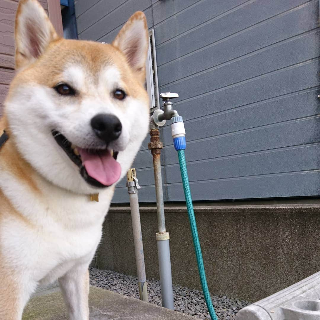 柴犬⭐️サスケのインスタグラム