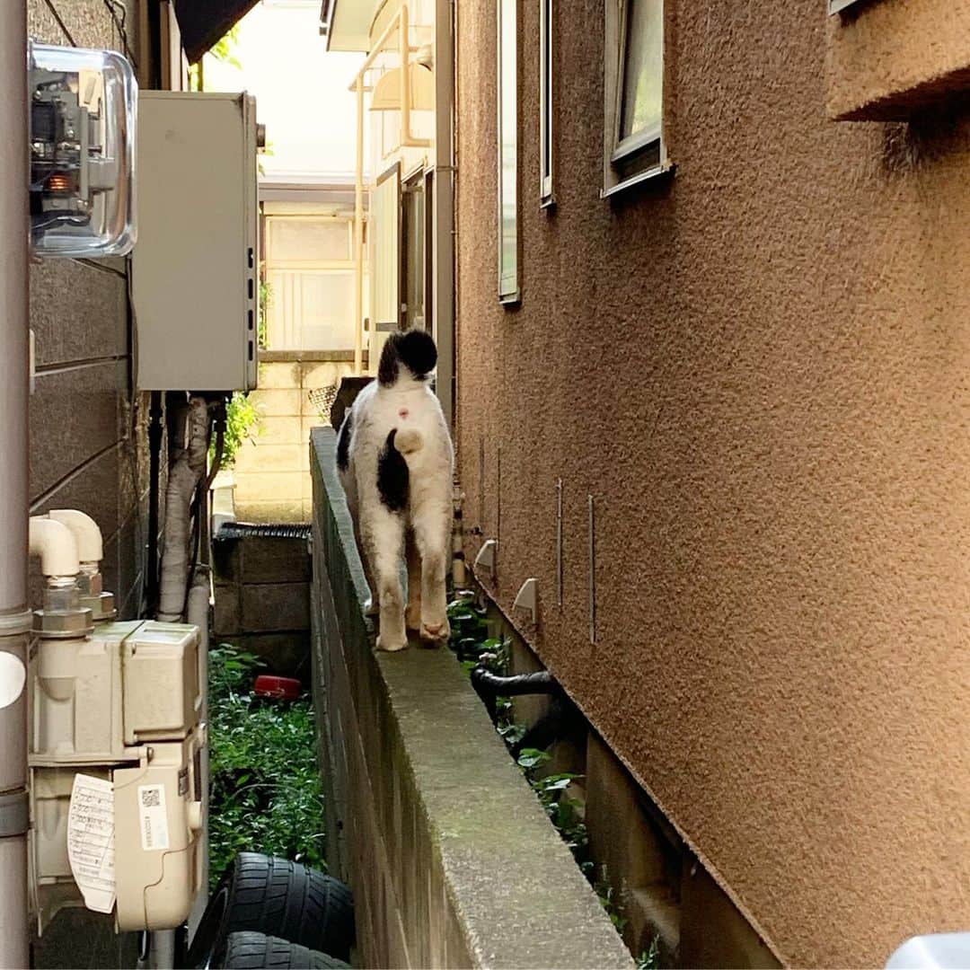 Kachimo Yoshimatsuさんのインスタグラム写真 - (Kachimo YoshimatsuInstagram)「おはよう！ナナクロ！ #uchinonekora #nanakuro #sotononekora #吉松食堂 #ちゅーる #neko #cat #catstagram #kachimo #猫 #ねこ #うちの猫ら http://kachimo.exblog.jp」9月17日 9時37分 - kachimo
