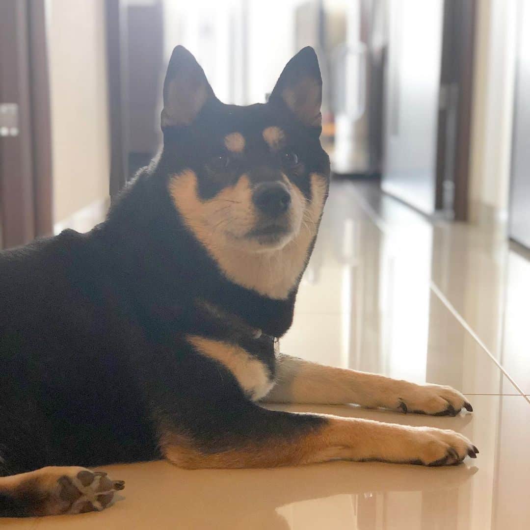 のインスタグラム：「🐾 ドタバタした週末でした…連休なのにほぼ出勤 そしてこたつのお友達柴が急逝する悲しい出来事も重なり… 当たり前の日常が当たり前であることの幸せを改めて噛み締めてます こたつはヒートで体調も万全ではないだろう中、しばしお留守番期間が続きます このバタバタ期間が落ち着いたらどこかお出かけしようね！ * まめの供血の件でバタバタとご相談させていただいた皆様 ありがとうございました この場で御礼させていただきます…！ * #shibastagram #instashiba #shiba #shibainu #黒柴 #柴犬」