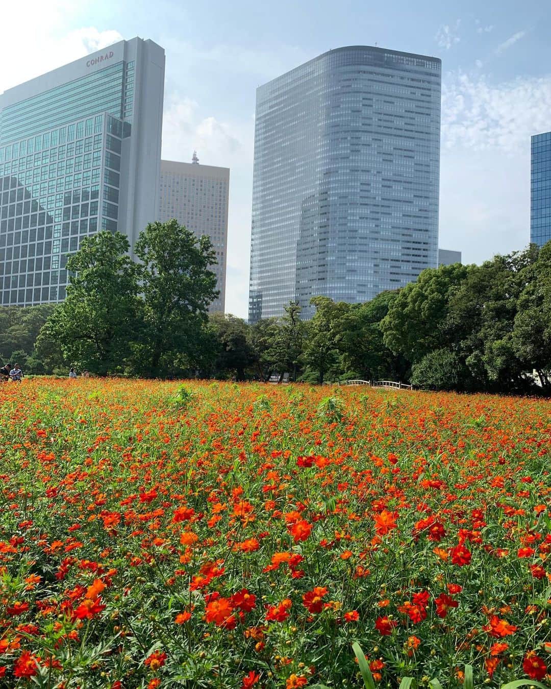 金子貴俊のインスタグラム：「浜離宮をお散歩した時の写真。 コスモスが沢山咲いてて綺麗だったなぁー。  #浜離宮#コスモス#秋桜 #散歩」