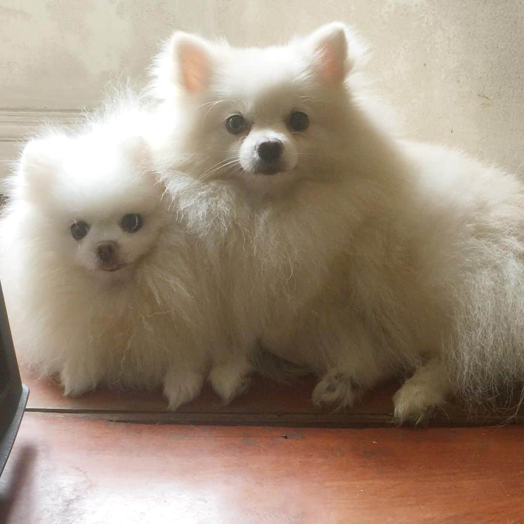 JEWELのインスタグラム：「Nothing unites me and pancake like a vacuum cleaner 🥺🥺🥺#wehateit #stop-mommy #instagood #instamood #pom #pomeranian #weeklyfluff #dogstagram #dogsofinstagram #pets #petsofinstagram #9gag #dogoftheday #puppiesofinstgram #pomeraniansofig」