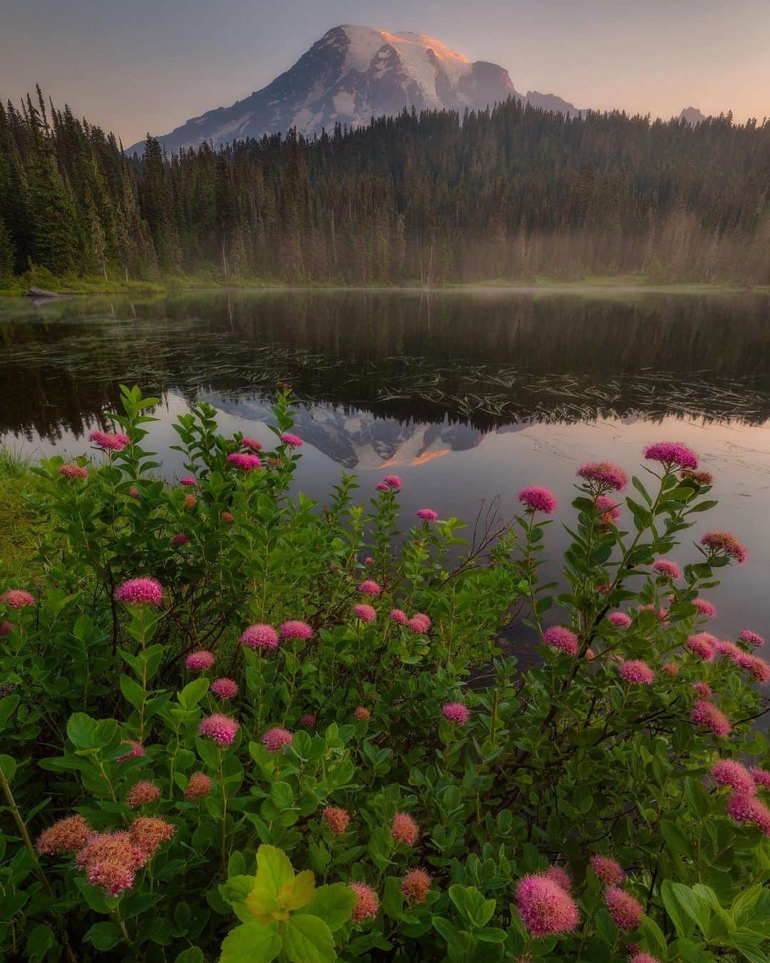 アメリカ内務省さんのインスタグラム写真 - (アメリカ内務省Instagram)「As we begin our long goodbye to summer, one of the things we’ll miss the most are wildflower blooms. #MountRainier #NationalPark in #Washington is famous for some of the most colorful and magical displays in America. Different flowers come and go, making the landscape a prism of ephemeral beauty. Rosy Spirea (Spirea splendens) grows in dense clusters of rose pink flowers and is commonly found at the margins of lakes and in wet meadows. With early snow already falling in the park, we’ll have to hold on to these memories until next year. Photo @MountRainierNPS by Jose Torres (www.sharetheexperience.org). #travel #nature #wildflowers #FindYourPark #usinterior」9月17日 10時44分 - usinterior