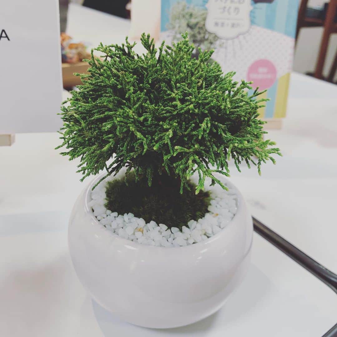ノブ横地のインスタグラム：「Bonsai #bonsai #bomsai #盆栽」