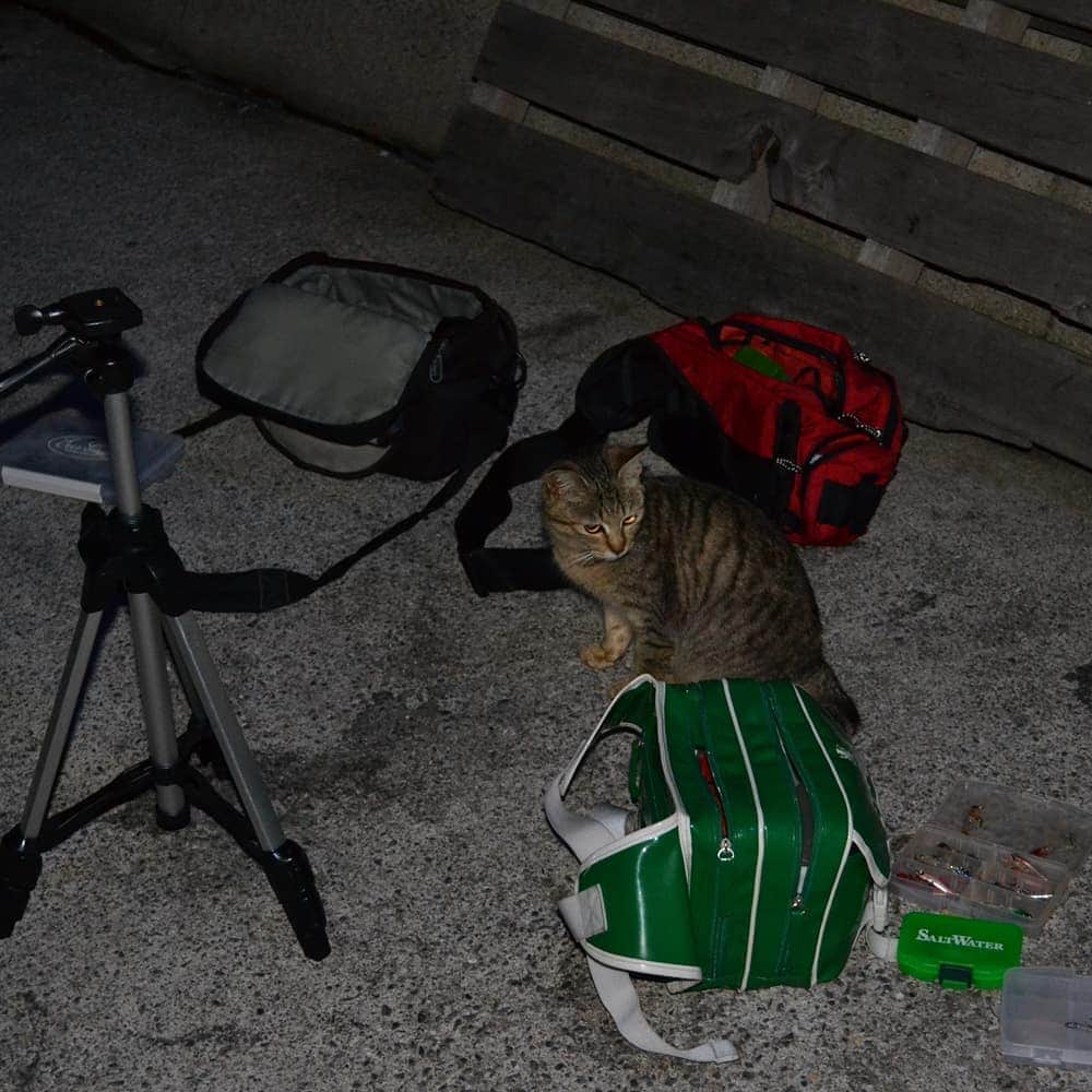 レジャーフィッシングさんのインスタグラム写真 - (レジャーフィッシングInstagram)「魚は？  #ウミネコ #海猫 #海辺の猫」9月17日 11時22分 - leisurefishing