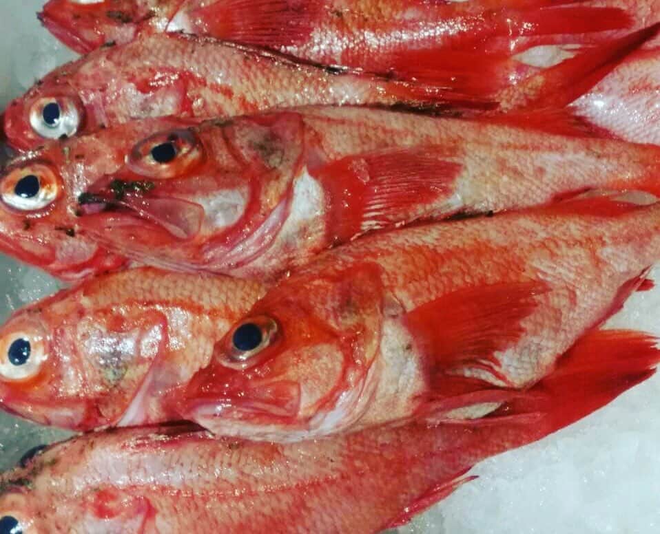 のインスタグラム：「【本日の目玉商品】 宮城からキンキ入荷しました！ 『魚金和食』全店舗で販売します！ 塩焼きor煮付け各¥1580(税抜) #キンキ#吉次#宮城県産#塩焼き#煮付け#魚金#UOKIN#新橋#五反田#渋谷#新宿#池袋#秋葉原#神田#浜松町#田町#目黒#恵比寿#高田馬場#吉祥寺#神楽坂#飯田橋#市ヶ谷#神保町#六本木#赤坂見附#京橋#銀座#有楽町」