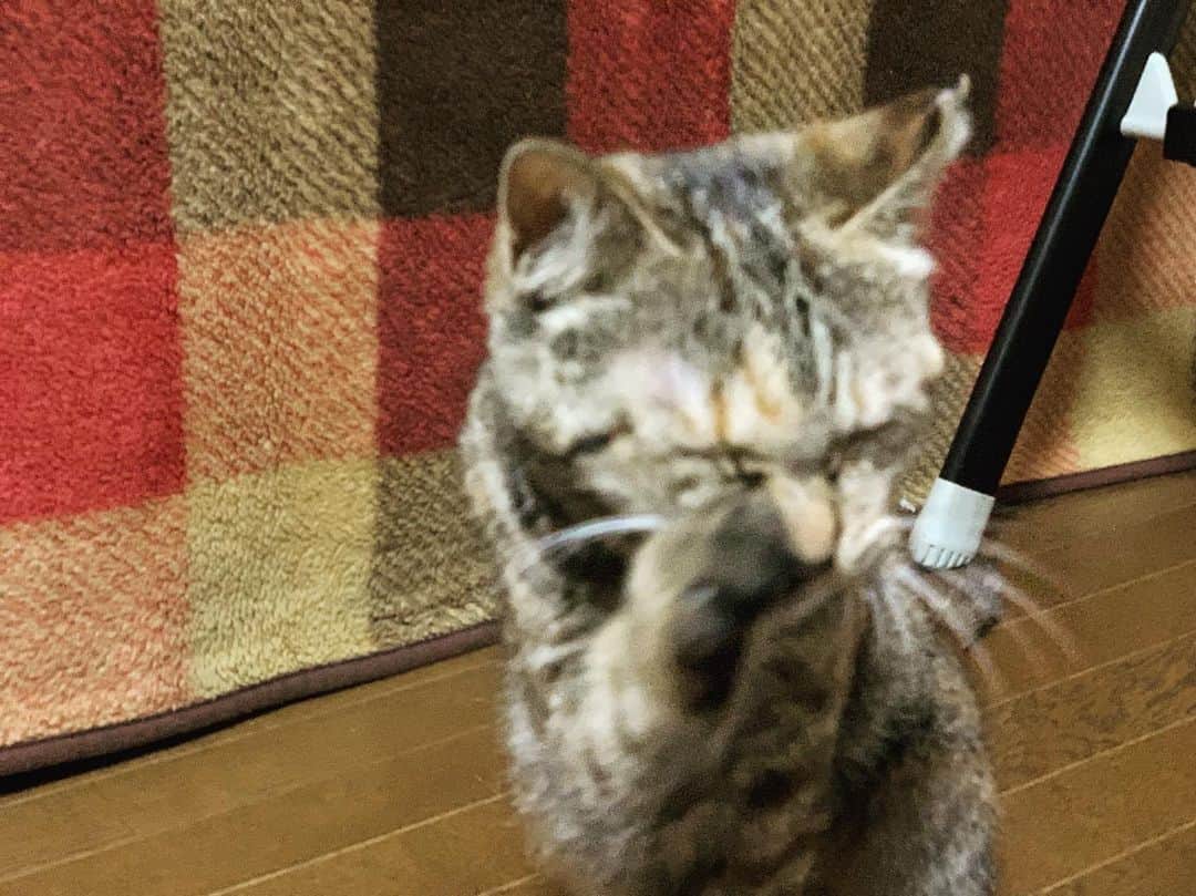 南口奈々のインスタグラム：「. ごしごしごしごし。 いつまでも美人さんでいたいにゃ by.茶こ #茶こ #茶こび姉妹 #元野良猫 #元保護猫 #さくらにゃんこ」