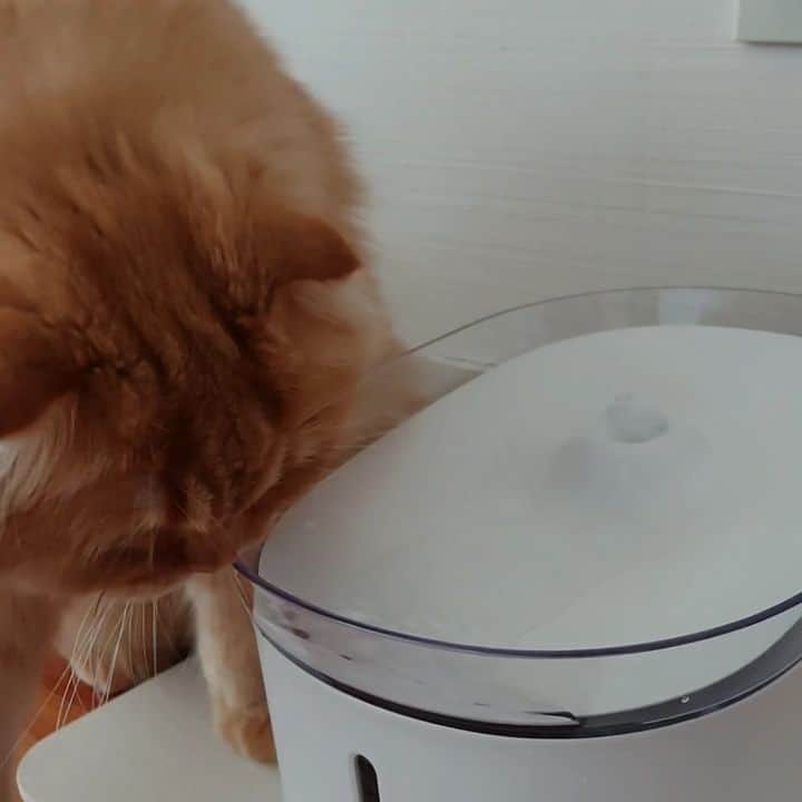 猫山田 Ａ. きなこのインスタグラム