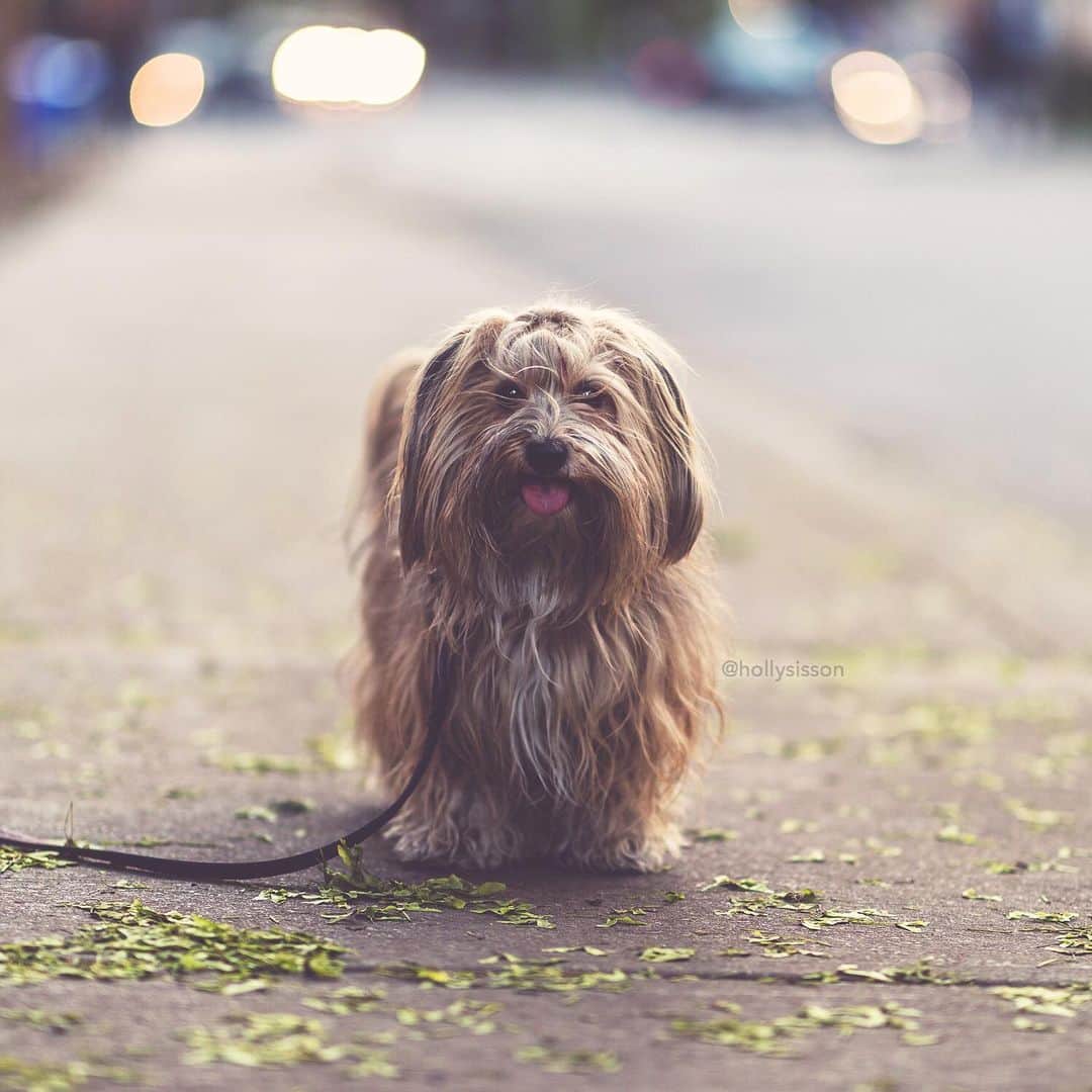 Holly Sissonのインスタグラム：「An out-on-the-street #tot #Toronto #Havanesedog #withaeroplan ~ See more of Oliver, and Alice & Finnegan, on their pet account @pitterpatterfurryfeet ~ Canon 1D X MkII + 85 f1.4L IS @ f1.4 (See my bio for full camera equipment information plus info on how I process my images. 😊) ~ @bestwoof #bestwoof」