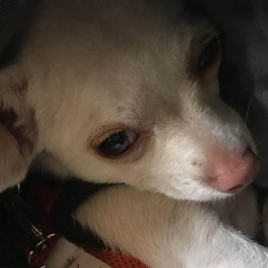 マーガレット・チョーさんのインスタグラム写真 - (マーガレット・チョーInstagram)「This little baby loves to hide in her bag! #chihuahua #rescuedog #dog」9月17日 22時46分 - margaret_cho