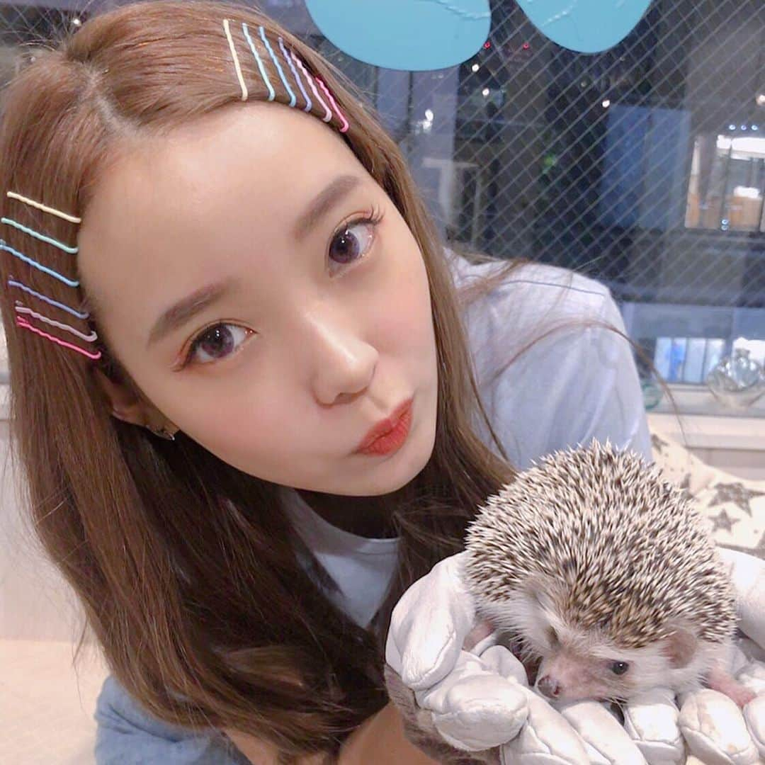 mimさんのインスタグラム写真 - (mimInstagram)「原宿にある動物さんたちと触れ合えるとこに行ってきたよ！ ハリネズミ、カワウソ、チンチラ、ウサギちゃんなどと触れあえました〜 カワウソカフェHAPPY原宿テラス店ってとこで遊んだよ！癒された  #me#photo#instagood#followme#cute#friend」9月17日 22時48分 - mim_11_11