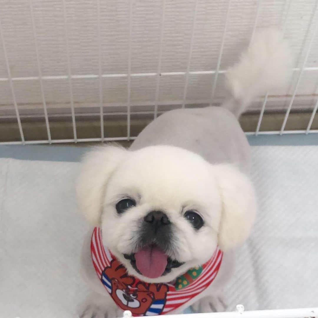 こなつのインスタグラム：「カットしてすっきりんこ😝💗🧸❤️」
