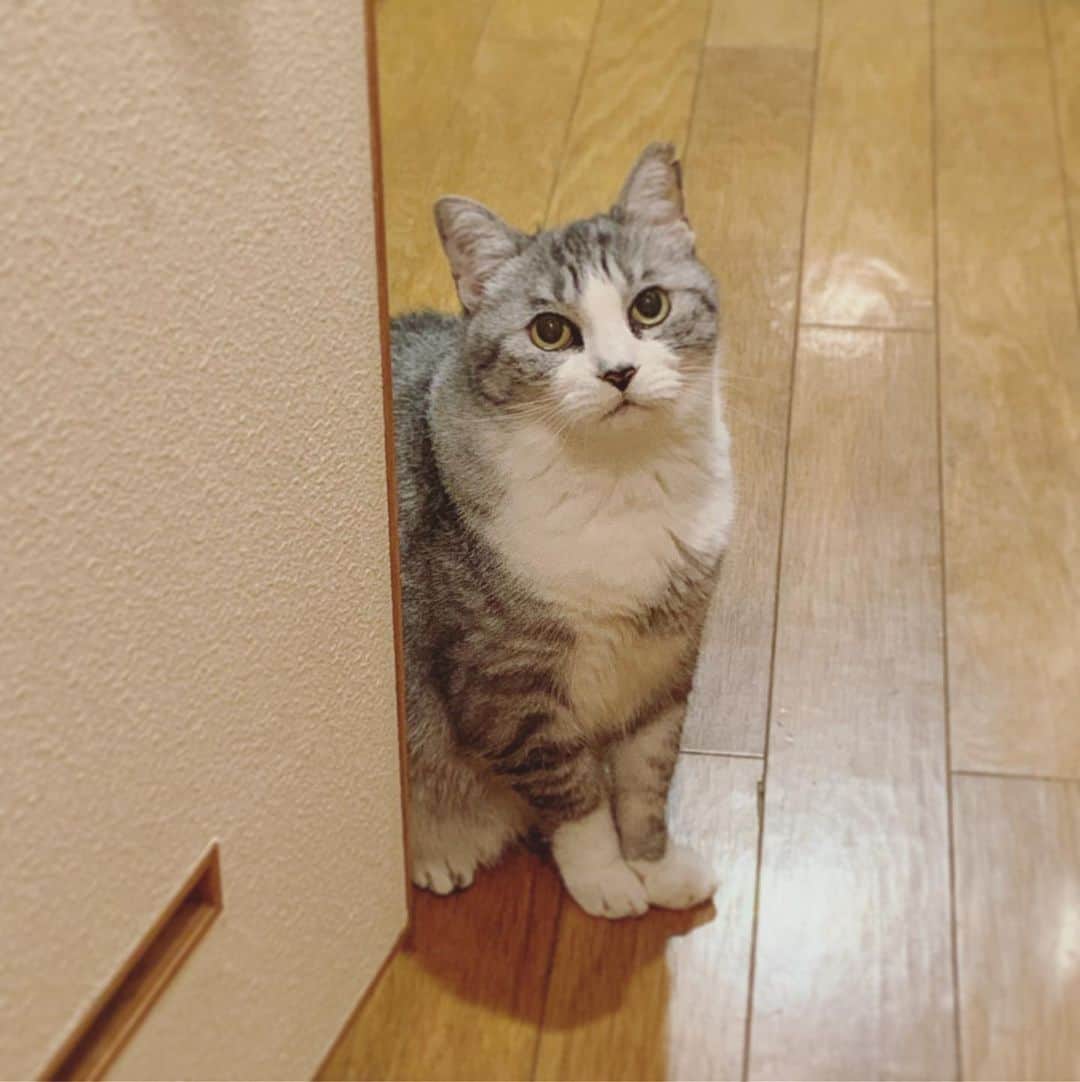 坂本美雨さんのインスタグラム写真 - (坂本美雨Instagram)「いや…他のネコなんておっかけてないってば… #cat #サバ美」9月17日 23時00分 - miu_sakamoto