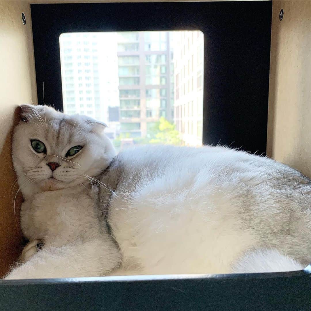 Hiroさんのインスタグラム写真 - (HiroInstagram)「Sitting in a box while I think outside the box.」9月17日 14時40分 - superhirocat