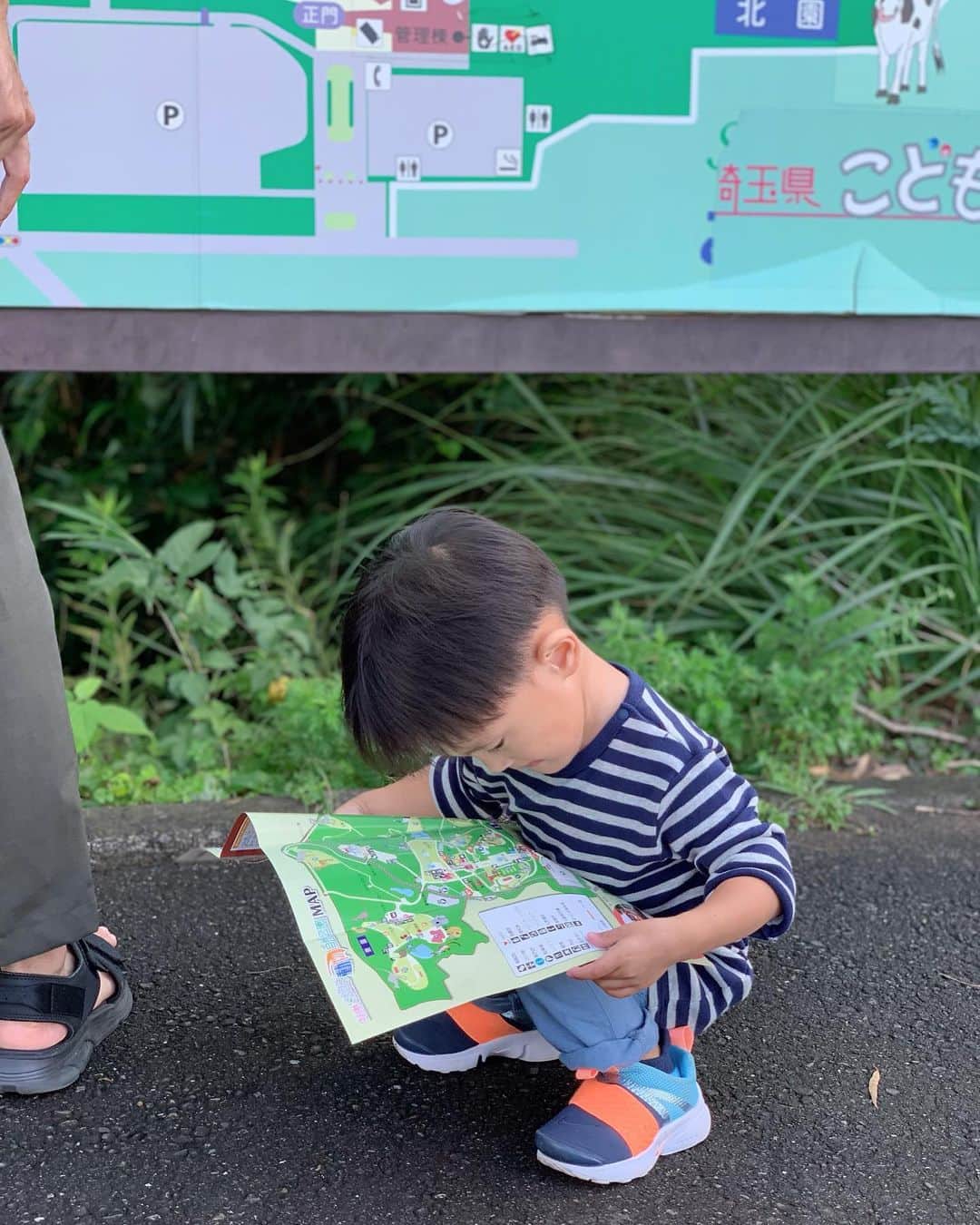 宮崎真梨子さんのインスタグラム写真 - (宮崎真梨子Instagram)「‥ 連休初日は【埼玉県こども動物自然公園】に行ってきました♡ ∵ 埼玉だからそんなに遠くないし、コアラいるし、アスレチックなどもあるということで行ってみることに。しかし、高速で事故渋滞に巻き込まれ、さらには雨も降ってきて到着が大幅に遅れてしまい、かなり大急ぎで回りましたw ∵ 息子大好きなヤギのコーナーは、ブラッシングをして触れ合えたのですが、嫌がるヤギを追いかけたら頭突きされて凹んでましたw  コアラは結構近くで見れて感動。とっても可愛かった♡コアラになるのは嫌がらなかったけど、写真を撮られるのはめちゃ嫌がって表情が曇る息子w  一番喜んでたのがペンギン。柵の中で放し飼いなので、超近くで見れます。一緒にお散歩もして大満足‼︎ 園内で地図を見つけるたびにパンフレットの見比べて「ここいまここ‼︎」と場所を確認してましたw ∵ まじで時間が足りなすぎたので、また近々リベンしたい‼︎ ∵ ∵ #動物園 #埼玉県こども動物自然公園 #コアラ #ペンギン #動物園大好き #息子 #3歳5ヶ月 #超未熟児 #nicu卒業生  #いこーよ」9月17日 15時32分 - miyamari92