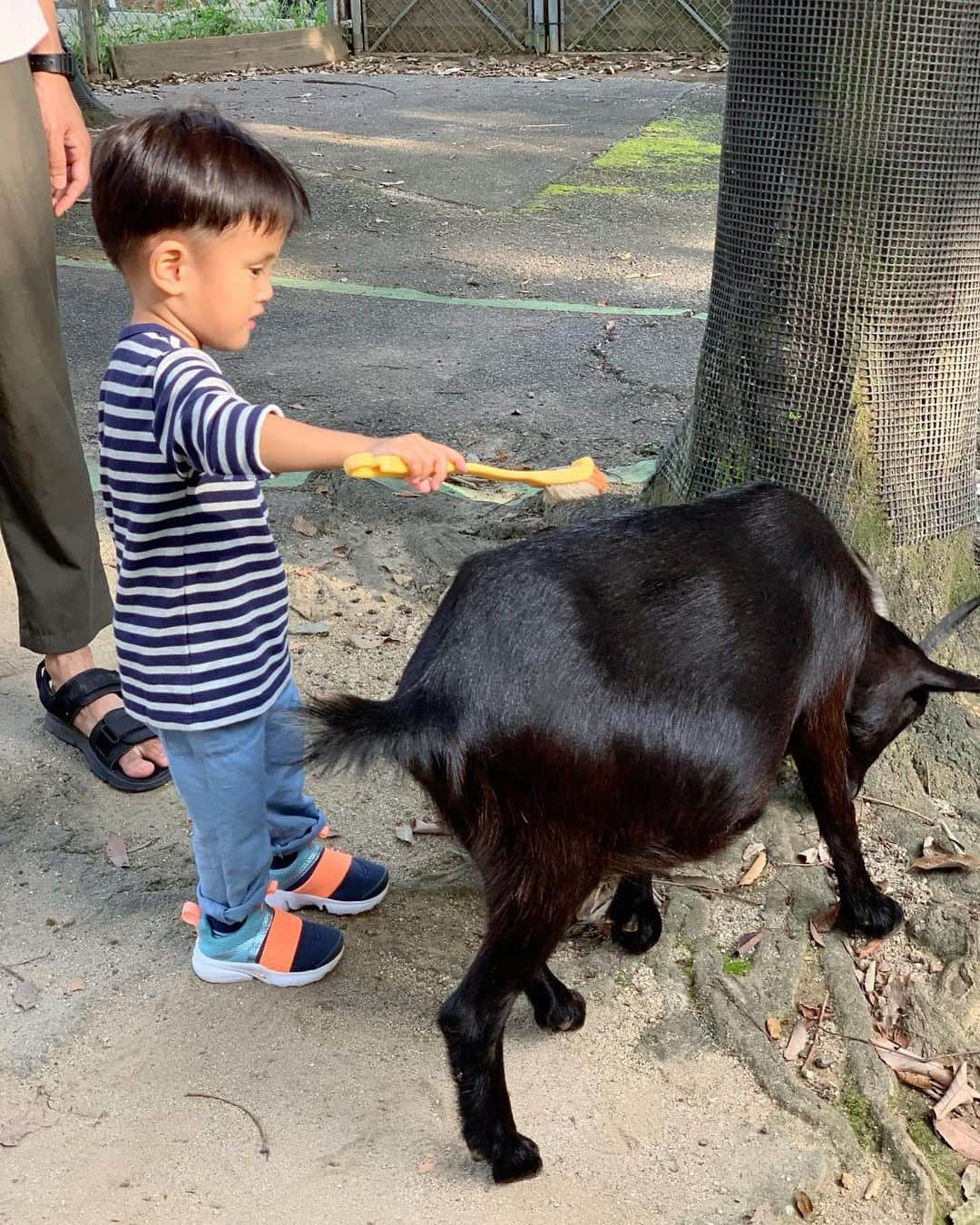 宮崎真梨子さんのインスタグラム写真 - (宮崎真梨子Instagram)「‥ 連休初日は【埼玉県こども動物自然公園】に行ってきました♡ ∵ 埼玉だからそんなに遠くないし、コアラいるし、アスレチックなどもあるということで行ってみることに。しかし、高速で事故渋滞に巻き込まれ、さらには雨も降ってきて到着が大幅に遅れてしまい、かなり大急ぎで回りましたw ∵ 息子大好きなヤギのコーナーは、ブラッシングをして触れ合えたのですが、嫌がるヤギを追いかけたら頭突きされて凹んでましたw  コアラは結構近くで見れて感動。とっても可愛かった♡コアラになるのは嫌がらなかったけど、写真を撮られるのはめちゃ嫌がって表情が曇る息子w  一番喜んでたのがペンギン。柵の中で放し飼いなので、超近くで見れます。一緒にお散歩もして大満足‼︎ 園内で地図を見つけるたびにパンフレットの見比べて「ここいまここ‼︎」と場所を確認してましたw ∵ まじで時間が足りなすぎたので、また近々リベンしたい‼︎ ∵ ∵ #動物園 #埼玉県こども動物自然公園 #コアラ #ペンギン #動物園大好き #息子 #3歳5ヶ月 #超未熟児 #nicu卒業生  #いこーよ」9月17日 15時32分 - miyamari92