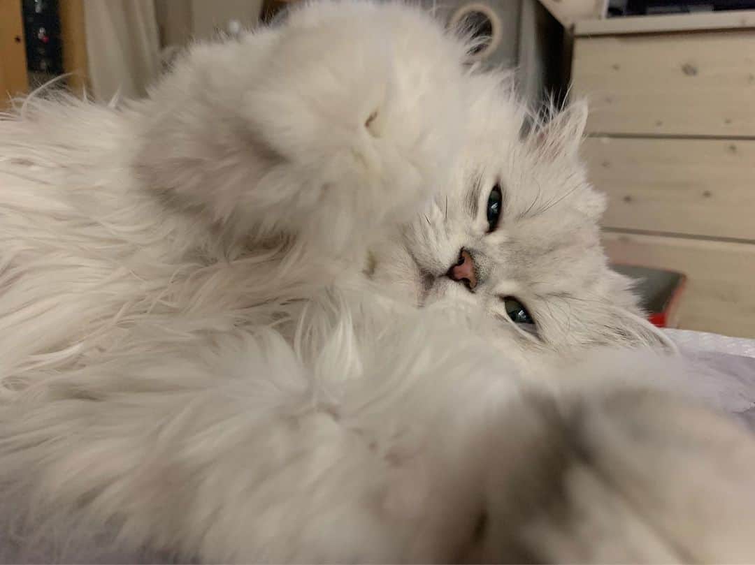 후추네큰언니のインスタグラム：「🥰 . . . . . #후추  #고양이  #냥스타그램 #캣스타그램  #Hoochu #Hoochuthecat #cat #cats #catstagram #catsofinstagram #topcatphoto #bestmeow #ilovecat #cute #fluffy #petstagram #instacats」