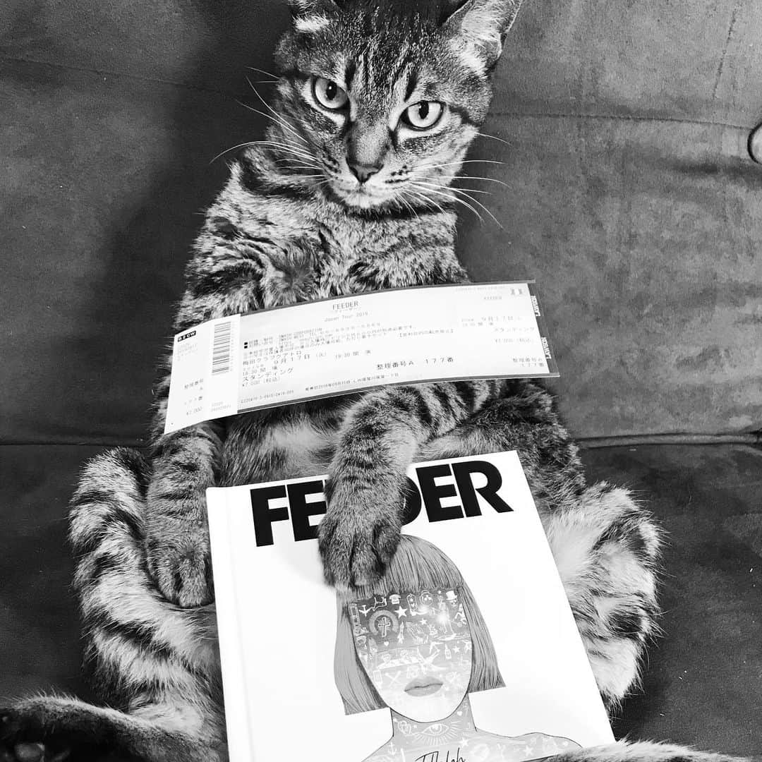 小嶋晶子のインスタグラム：「I can’t wait!! #feeder #umeda #clubquattro #osaka #japan #🇯🇵 #cat #cats #browntabby #catsofinstagram #catstagram #neko #nekostagram #ねこ #ねこ部 #ねこすたぐらむ #きじとら #きじとらねこ #きじとら女子 #きじとら部 #ネコ #ネコ部  #キジトラ #キジトラネコ #キジトラ部 #かぎしっぽ #かぎしっぽ猫部 #カギしっぽ #カギしっぽ猫 #お腹ハゲてる」