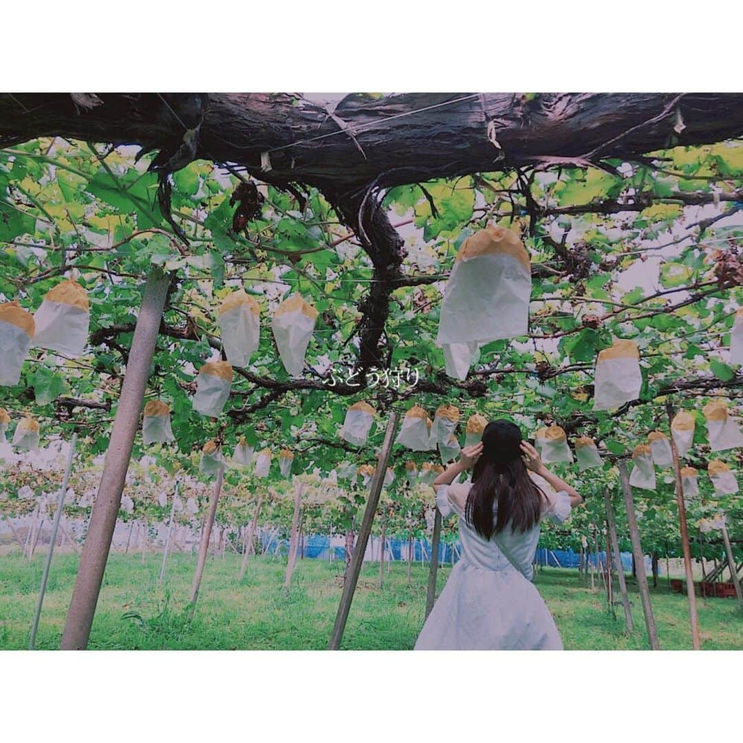 西満里奈さんのインスタグラム写真 - (西満里奈Instagram)「🍇 . . ぶどう狩り . . #ぶどう狩り  #巨峰 #ピオーネ #シャインマスカット #ゴールドフィンガー」9月17日 17時18分 - 24marina_0116