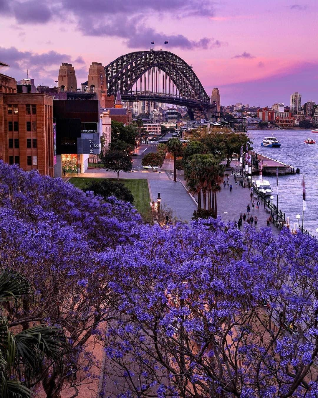 JALさんのインスタグラム写真 - (JALInstagram)「. The purple leaves of jacaranda trees set the mood in Sydney from October to November. Our Sydney flight celebrates its 50th anniversary this year! Why not plan a trip and share in the occasion? ✨ #SeptemberMyWay  10月〜11月が見頃の春の訪れを知らせる花、ジャカランダ💜 今年就航50周年のシドニー便で見に行きませんか？✈︎ . . photo by @elisaeves Post your memories with #FlyJAL  #JapanAirlines #sydney #australia #jacaranda #flowerpower」9月17日 17時29分 - japanairlines_jal