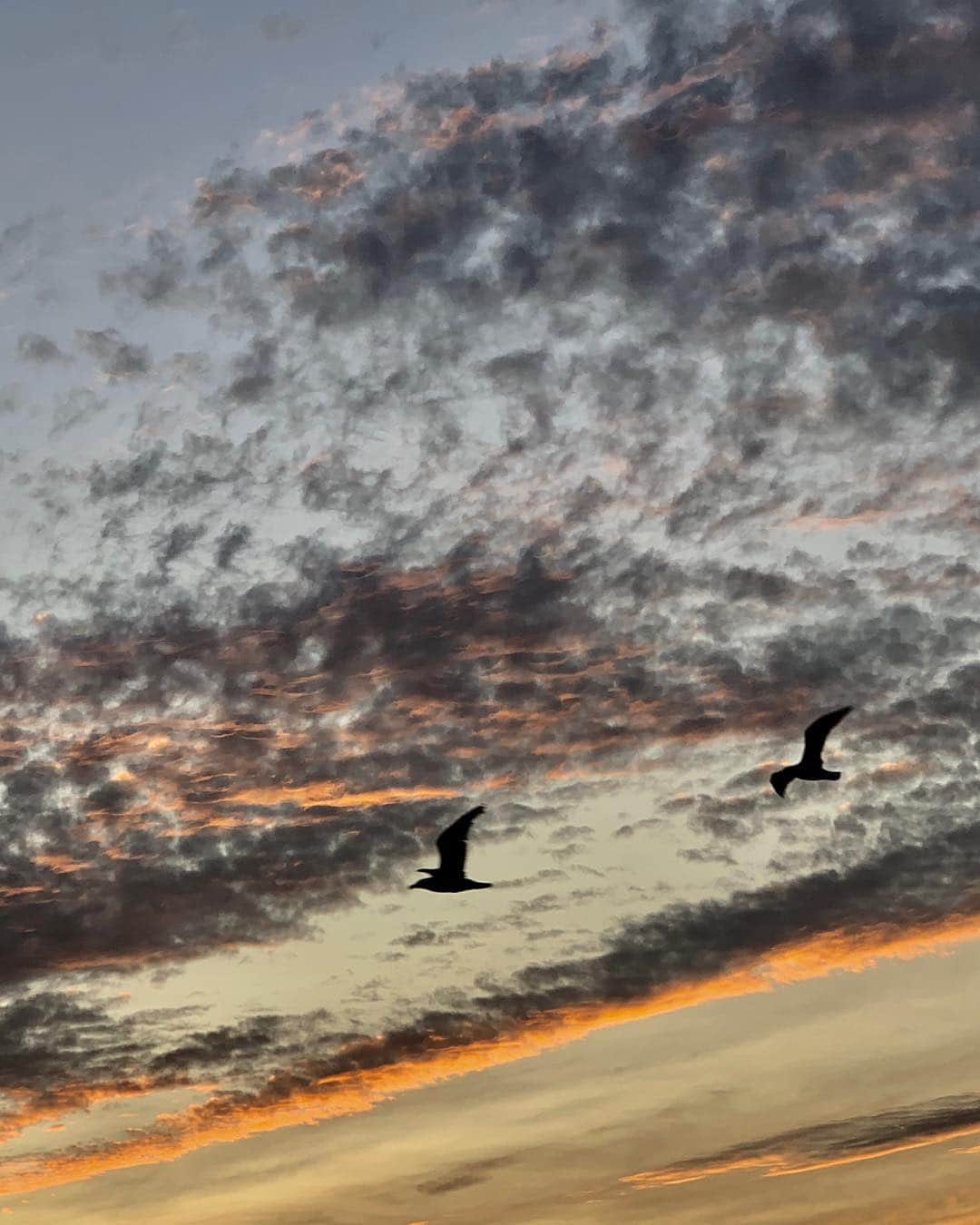 ブルース・ウェーバーさんのインスタグラム写真 - (ブルース・ウェーバーInstagram)「Birds of Montauk starting to travel south as summer is slowly ending -looking out to Gardners Bay」9月17日 17時40分 - bruce_weber