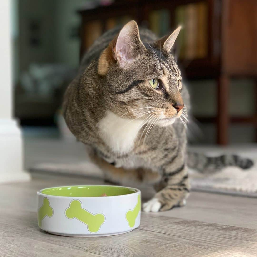 Venus Cat さんのインスタグラム写真 - (Venus Cat Instagram)「With 5 pets in the house we are happy Mom chose pet-friendly flooring that can keep up with our busy lifestyle. @stainmaster PetProtect™ luxury vinyl flooring is a purrfect for match for our 20 paws in more ways than one. 🐾 Swipe through all 5 pics of us & tell us which is your favorite. 😺🐕🐾 #petprotect #sponsored」9月17日 23時24分 - venustwofacecat