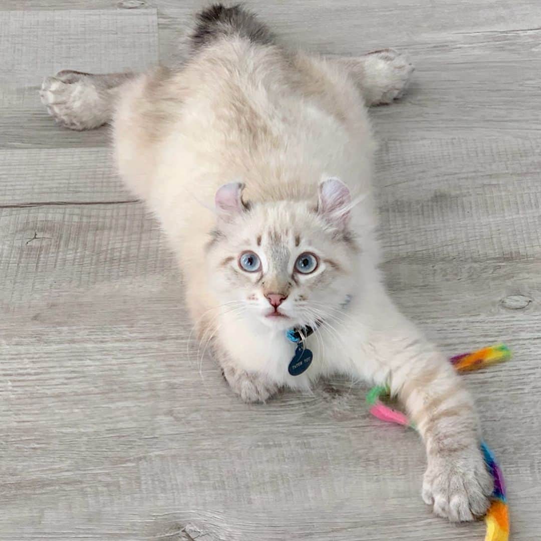 Venus Cat さんのインスタグラム写真 - (Venus Cat Instagram)「With 5 pets in the house we are happy Mom chose pet-friendly flooring that can keep up with our busy lifestyle. @stainmaster PetProtect™ luxury vinyl flooring is a purrfect for match for our 20 paws in more ways than one. 🐾 Swipe through all 5 pics of us & tell us which is your favorite. 😺🐕🐾 #petprotect #sponsored」9月17日 23時24分 - venustwofacecat