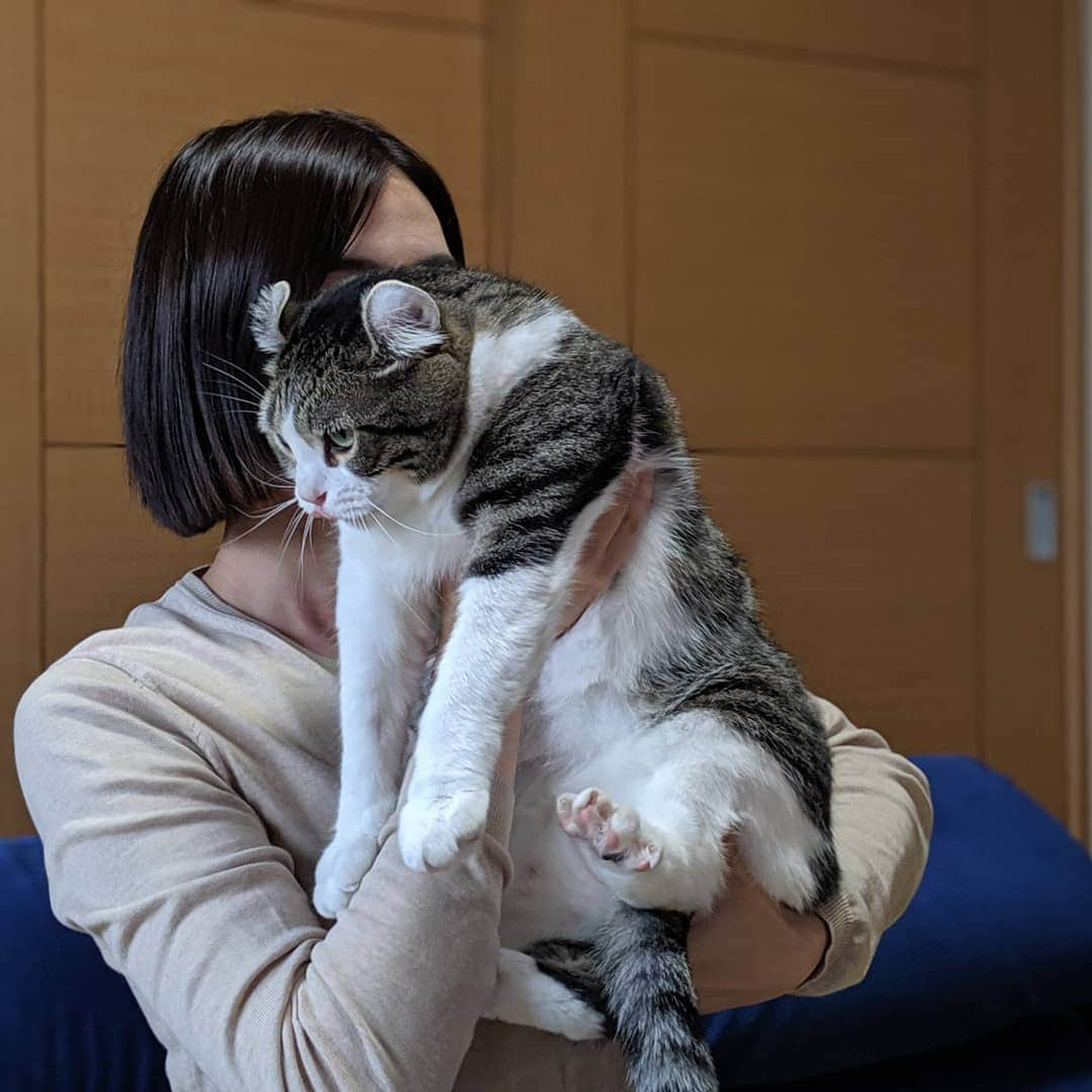 スノーさんのインスタグラム写真 - (スノーInstagram)「Thank you all for Snow's birthday wishes!  Today let's compare Snow's growth with my hands and please guess how many kilogrammes he gained 😅 ・ #catsofinstagram #cats_of_instagram #catstagram #catofinstagram #instagood #cat #cats #kucing #gato #chat #catloversclub #catlover #9gag #weeklyfluff #pleasantcats #kedi #katze #kawaii #neko #instagramjapan #고양이 #кот #แมว #猫 #ふわもこ部 #ペコねこ部」9月17日 18時02分 - curlysnow0915