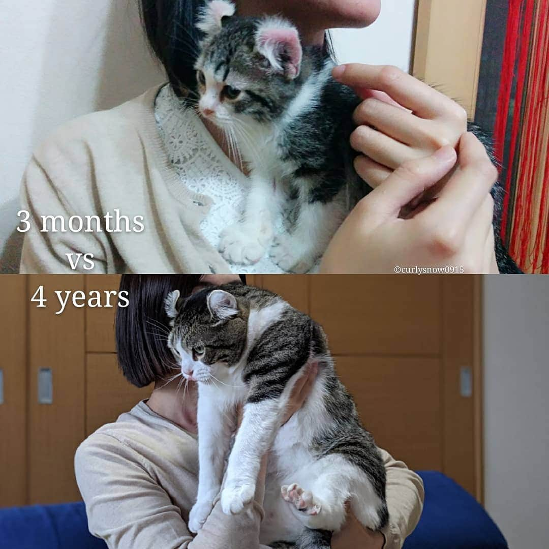 スノーさんのインスタグラム写真 - (スノーInstagram)「Thank you all for Snow's birthday wishes!  Today let's compare Snow's growth with my hands and please guess how many kilogrammes he gained 😅 ・ #catsofinstagram #cats_of_instagram #catstagram #catofinstagram #instagood #cat #cats #kucing #gato #chat #catloversclub #catlover #9gag #weeklyfluff #pleasantcats #kedi #katze #kawaii #neko #instagramjapan #고양이 #кот #แมว #猫 #ふわもこ部 #ペコねこ部」9月17日 18時02分 - curlysnow0915