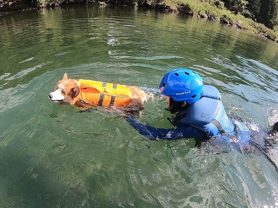 ericoさんのインスタグラム写真 - (ericoInstagram)「✩ 俺、もちろん川で泳いだぜ🐶✨ ✩ Waterplaying. It is so much fun.🏊🏻 .｡*✧ ✩ #モンベルアウトドアチャレンジ  #モンベルアウトドアヴィレッジ本山  #愛犬と楽しむ #ラフティング #rafting #corgiadventures  #力丸一家やたら高知県にいる件  #高知でパワーチャージ @naturallykochi  #それいけ力丸くん #コーギー  #犬のいる暮らし#pembrokewelshcorgi  #corgistagram #barked  #buzzfeed #corgisofinstagram  #dailyfluff #9gag #weeklyfluff  #corgibutt #myfavcorgi  #gopro #goproのある生活 #ゴープロ #ゴープロのある生活 #goprohero7」9月17日 18時02分 - ericobear