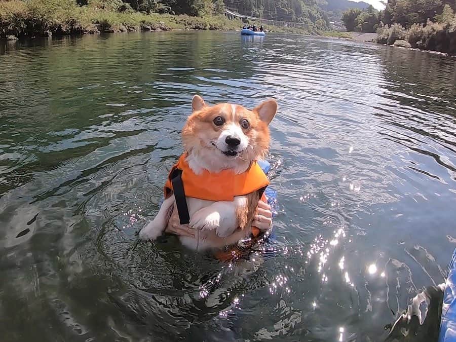 ericoさんのインスタグラム写真 - (ericoInstagram)「✩ 俺、もちろん川で泳いだぜ🐶✨ ✩ Waterplaying. It is so much fun.🏊🏻 .｡*✧ ✩ #モンベルアウトドアチャレンジ  #モンベルアウトドアヴィレッジ本山  #愛犬と楽しむ #ラフティング #rafting #corgiadventures  #力丸一家やたら高知県にいる件  #高知でパワーチャージ @naturallykochi  #それいけ力丸くん #コーギー  #犬のいる暮らし#pembrokewelshcorgi  #corgistagram #barked  #buzzfeed #corgisofinstagram  #dailyfluff #9gag #weeklyfluff  #corgibutt #myfavcorgi  #gopro #goproのある生活 #ゴープロ #ゴープロのある生活 #goprohero7」9月17日 18時02分 - ericobear