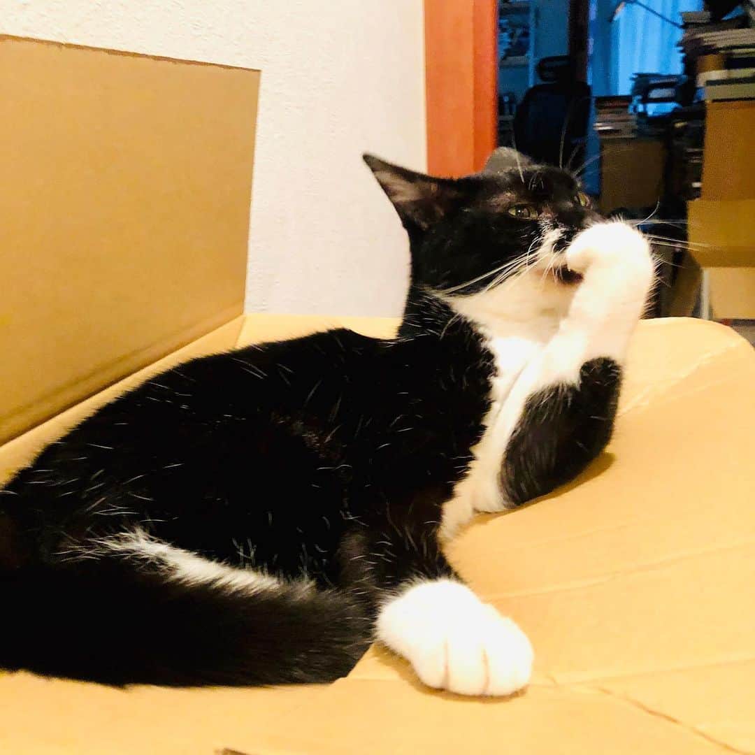 佐伯紅緒さんのインスタグラム写真 - (佐伯紅緒Instagram)「今日のグーちゃん。 「なんで箱に入るかって？ そこに箱があるからよ」  久々に名言いただきました✨  #cat #猫 #ねこ #ネコ #ねこすたぐらむ  #株式会社ファイブキャッツ #猫好きさんと繋がりたい #靴下猫部」9月17日 18時00分 - beniosaeki