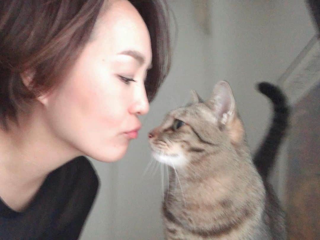 のインスタグラム：「😽 . . . #ちゃんた946日目 #猫 #ねこ #cat #cats #love #chat #ilovecat #instacat #catlover #cute #catoftheday #tigre #mignon #cats_of_instagram  #catsofinstagram #catstagram #browntabby #愛猫 #保護猫 #被災猫 #キジ猫 #キジトラ」