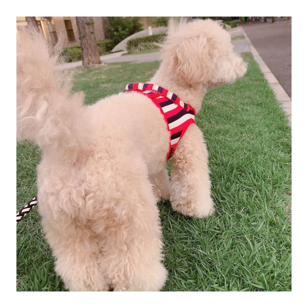 優木瑛美さんのインスタグラム写真 - (優木瑛美Instagram)「オフは愛犬とお散歩🐾 . 夕方はもう涼しいなぁ〜 . 今日は珍しくちっちゃい子供に遊んでアピールしに行っとったけど、相手してもらえずのレオンでしたww(どんまい) . #ビショプー #♂#レオン #leon #愛犬 #犬嫌い #人間嫌い #じゃあ何が好きやねん」9月17日 18時27分 - emi_yuuki