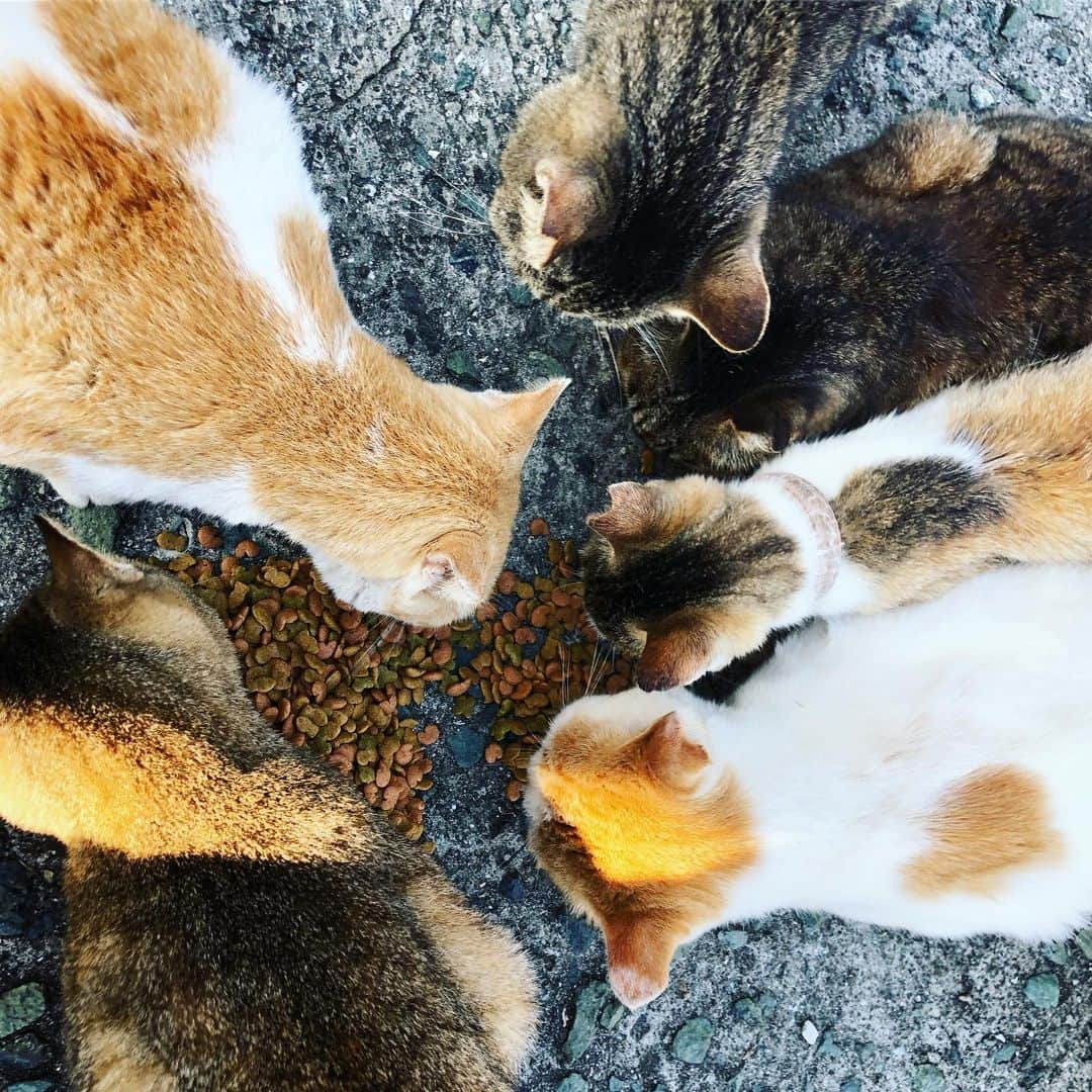 遊海 Yuumiさんのインスタグラム写真 - (遊海 YuumiInstagram)「Who loves Cats ? 🐈❤️ #青島 #青島猫 #青島猫島 #aoshima #aoshimacatisland #catisland #aoshimacat #love #cats #animal #peace #life #preciouslife #Youmeforanimals #ehime #ehimeprefecture #愛媛県  愛媛 #伊予長浜 #日本 #japan #animallove #catlove #supportanimals #lovetoanimals #lovecats #動物愛護 #猫 #猫好き」9月17日 18時38分 - yuumi_kato