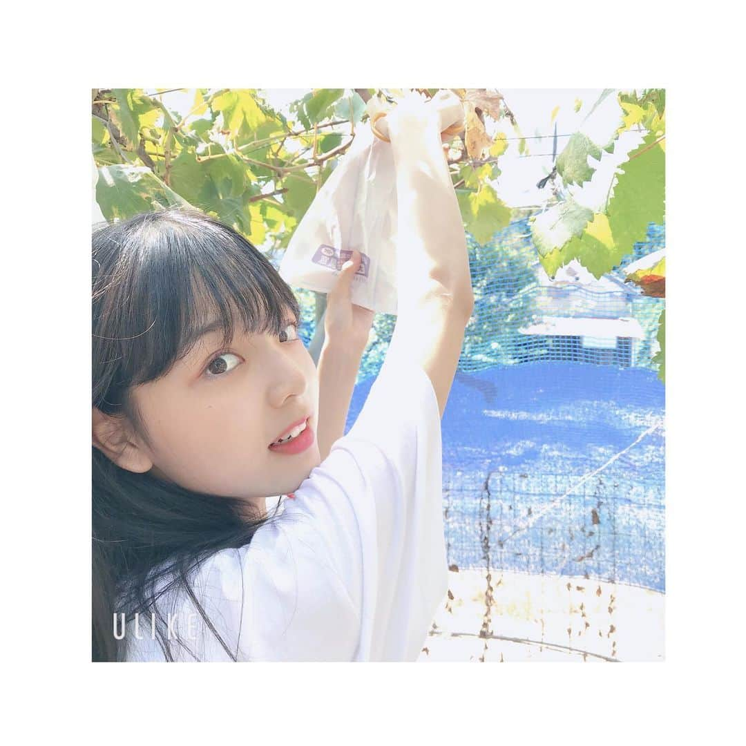 小林咲葵さんのインスタグラム写真 - (小林咲葵Instagram)「🌻﻿ 初めてのぶどう狩り🍇🍇﻿ ﻿ 色んな種類のぶどう食べたよ~✨﻿ ﻿ ﻿ #小林咲葵﻿ #ぶどう狩り﻿ #ぶどう﻿ #スカラベファーム﻿ #食べ放題」9月17日 19時07分 - saki0819_k