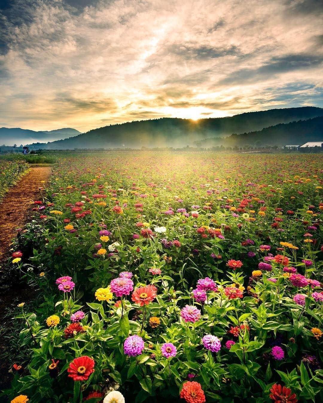 花の写真館のインスタグラム：「Photo by @kytnc1397706.⠀ https://instagram.com/kytnc1397706/⠀ .⠀ Original Post[投稿頂いたURL]⠀ https://www.instagram.com/p/BZBU-fvluSA/⠀ .⠀ 本アカウントは、 #私の花の写真 をつけてInstagramに投稿された皆さまの花の写真や、「花の写真館」Facebookページで投稿された花の写真を紹介します。⠀ 「花の写真館」Facebookページは、「 @floral.photograph 」のプロフィールにあるURLからご覧ください。⠀ .⠀ #花の写真館 #floralphotograph #floralphoto #flower #flowers #富士フイルム #FUJIFILM⠀ Follow: @floral.photograph」