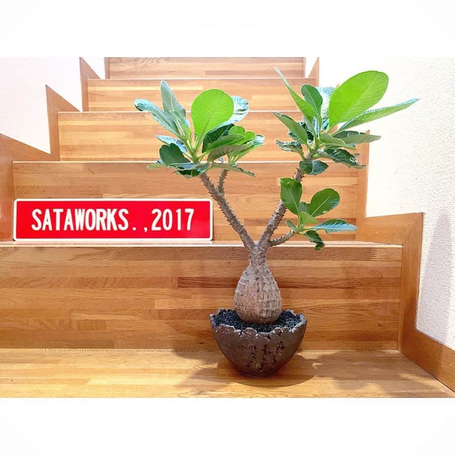 のインスタグラム：「パツパツやったウィンゾリーを、たけろうさんに作って貰った、ひとり芝居3の記念の鉢に。  #パキポディウム #ウィンゾリー #3 #たけろうポット #オーダー」