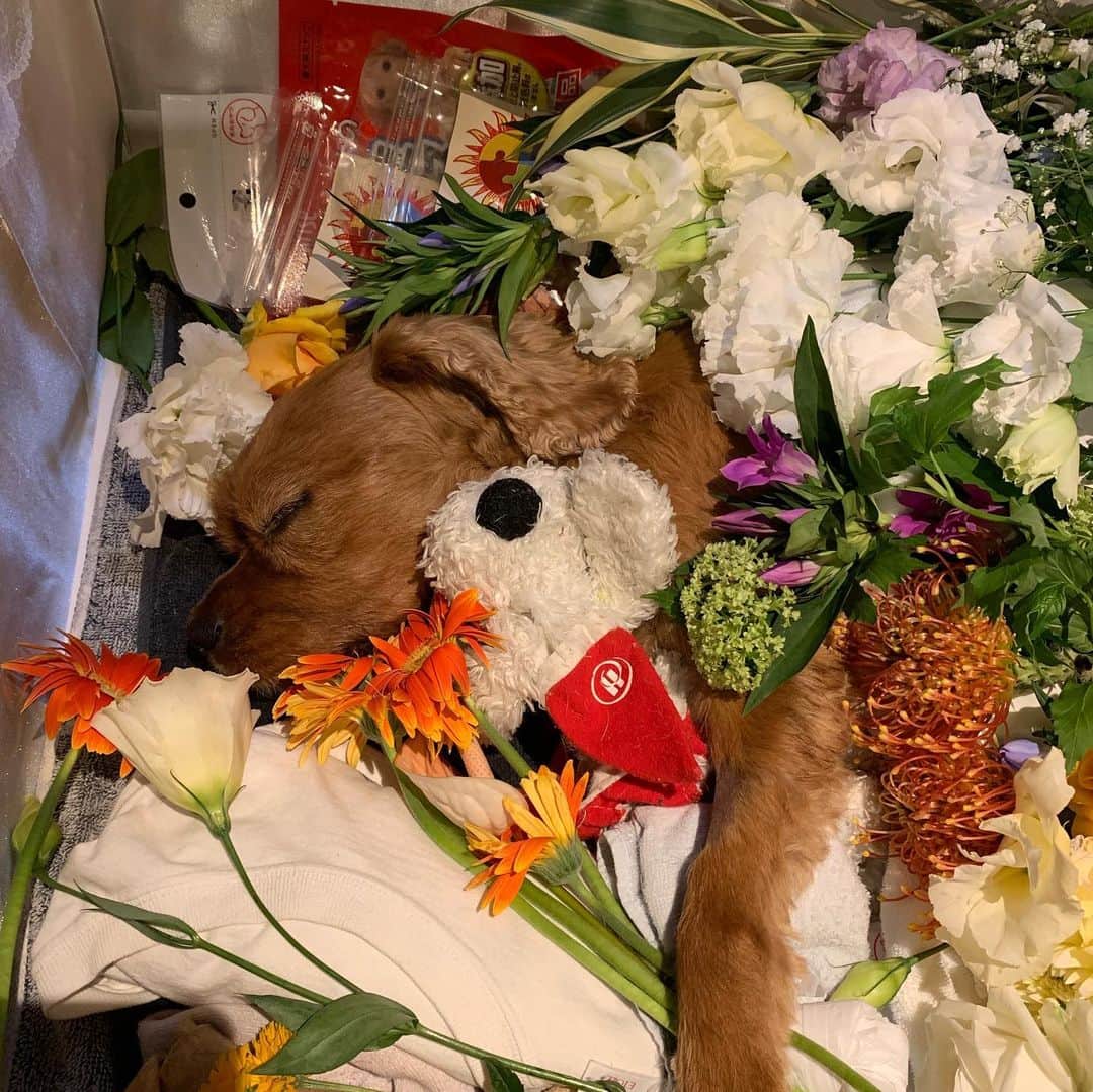 のインスタグラム：「今日、ジョーイの葬儀が終わりました。 もうジョーイに触れなくなりました。 昨夜は色んな人がジョーイのお別れに来てくれました。 近藤さん家族、近藤六、チングル後藤さん、エモリさん（オマルさん）、本当にありがとうございました。 皆んなが帰った後、ジョーイと散歩に出かけました。 ジョーイが好きな場所、ジョーイがオシッコする場所、ジョーイが踏ん張って行きたい方向を伝えてくる場所、色々と行きました。 今日は家を出る前にジョーイがいつも寝ていた場所を見せてから葬儀場に向かいました。 もうその場所にジョーイがいないと思うと苦しくて仕方ないです。 ジョーイの事が大好きです。 大大大好きです。  #キャバリア #キャバリアキングチャールズスパニエル #キャバリアルビー #犬 #愛犬 #cavalierkingcharlesspaniel #dog #なべやかん」