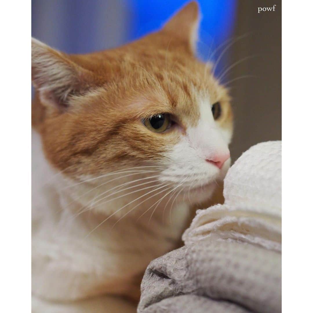 anemone_69のインスタグラム：「. 麻のにおいを嗅ぐハカセ。 . . #ハカセとキョウジュ #茶トラ白 #茶白 #cat #猫 #保護猫 . . .」
