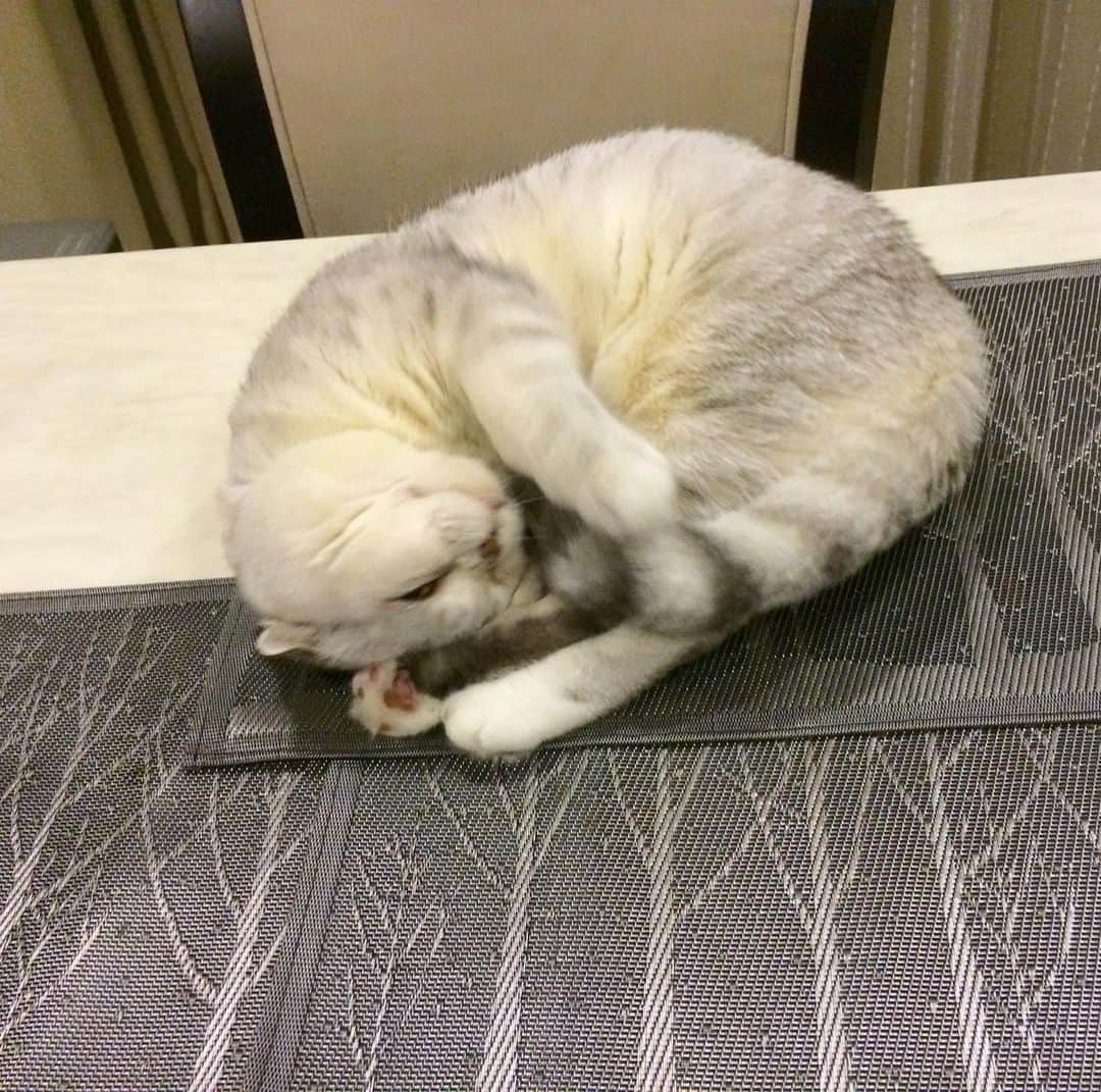Haruのインスタグラム：「Turkey for dinner 🦃 #haruthecat #อ้วนแล้วก็เหมือนไปทุกตัว #หมูก็เหมือน #ปีกไก่ก็เหมือน」