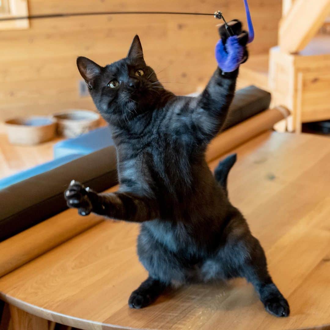 マアルのインスタグラム：「虎鉄郎さん #🐈 #猫好きさんと繋がりたい #北海道 #旭川市 #マンチカン #ペットシッター」